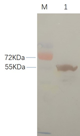 1643008844166561.png image.png